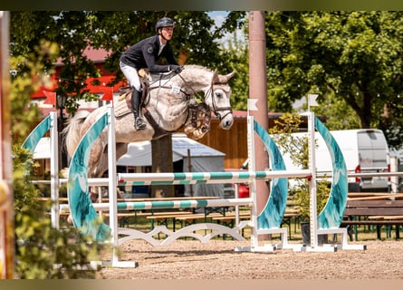 KWPN, Caballo castrado, 6 años, 168 cm, Tordo