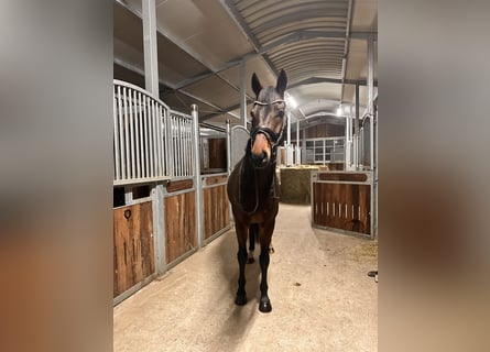 KWPN, Caballo castrado, 6 años, 169 cm, Castaño oscuro