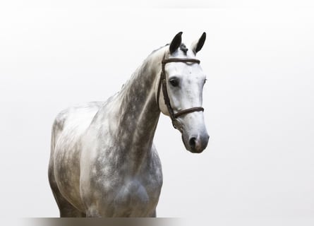 KWPN, Caballo castrado, 6 años, 169 cm, Tordo