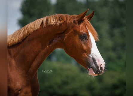 KWPN, Caballo castrado, 6 años, 170 cm, Alazán