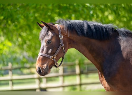 KWPN, Caballo castrado, 6 años, 170 cm