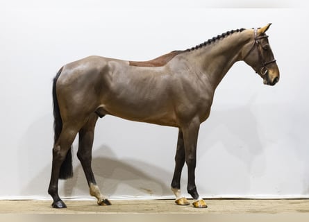 KWPN, Caballo castrado, 6 años, 170 cm