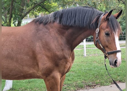 KWPN, Caballo castrado, 6 años, 170 cm, Castaño