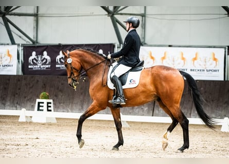 KWPN, Caballo castrado, 6 años, 170 cm, Castaño