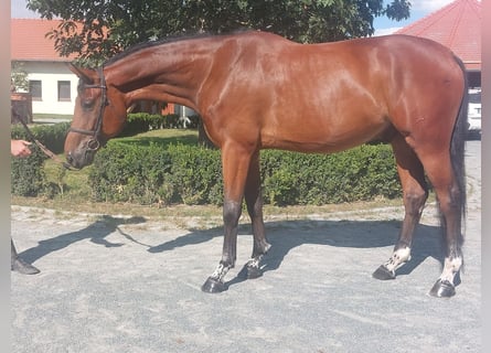 KWPN, Caballo castrado, 6 años, 170 cm, Castaño