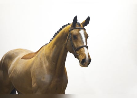 KWPN, Caballo castrado, 6 años, 170 cm, Castaño