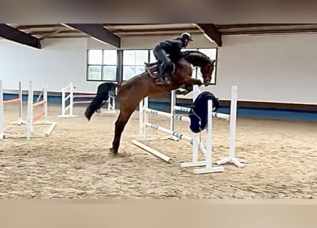 KWPN, Caballo castrado, 6 años, 170 cm, Castaño oscuro