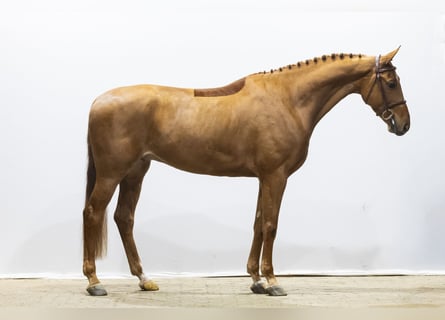 KWPN, Caballo castrado, 6 años, 171 cm