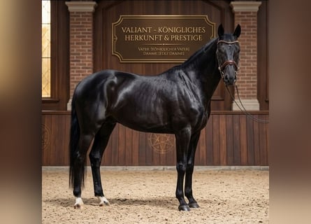 KWPN, Caballo castrado, 6 años, 171 cm, Negro