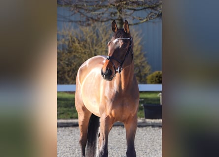 KWPN, Caballo castrado, 6 años, 172 cm, Castaño