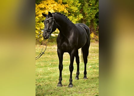 KWPN, Caballo castrado, 6 años, 172 cm, Morcillo