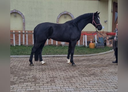 KWPN, Caballo castrado, 6 años, 172 cm, Negro