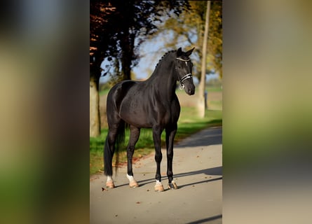 KWPN, Caballo castrado, 6 años, 172 cm, Negro