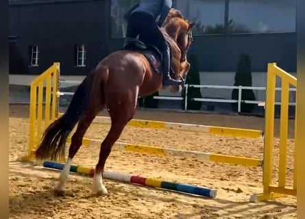 KWPN, Caballo castrado, 6 años, 173 cm, Alazán