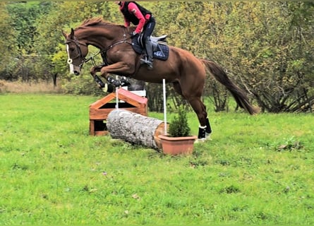 KWPN, Caballo castrado, 6 años, 173 cm, Alazán