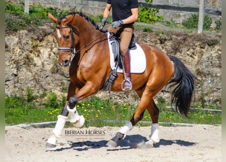 KWPN, Caballo castrado, 6 años, 173 cm, Castaño KWPN, Caballo castrado, 6 años, 173 cm, Castaño