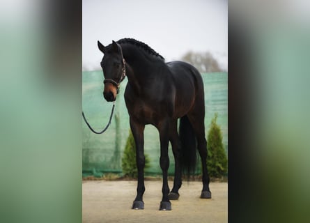 KWPN, Caballo castrado, 6 años, 173 cm, Castaño oscuro