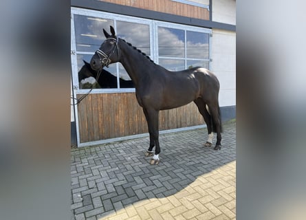 KWPN, Caballo castrado, 6 años, 175 cm, Negro
