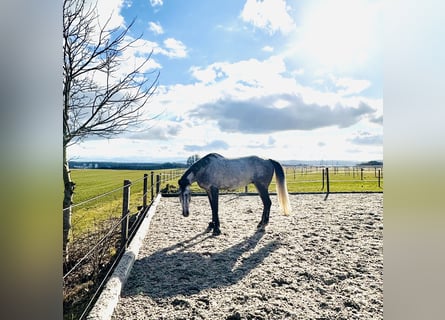 KWPN, Caballo castrado, 6 años, 175 cm, Tordo rodado