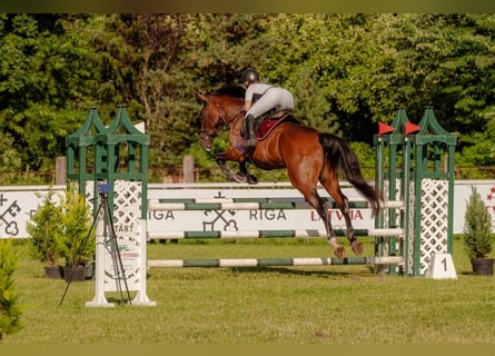 KWPN, Caballo castrado, 6 años, 184 cm, Castaño rojizo