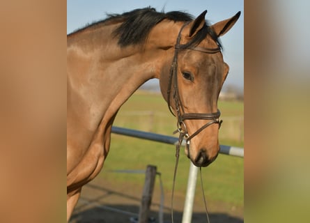 KWPN, Caballo castrado, 6 años, 185 cm, Castaño
