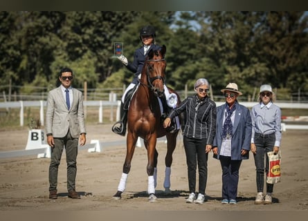 KWPN, Caballo castrado, 6 años, Castaño rojizo