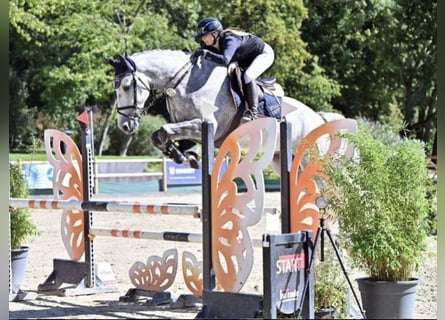 KWPN, Caballo castrado, 6 años, Tordo