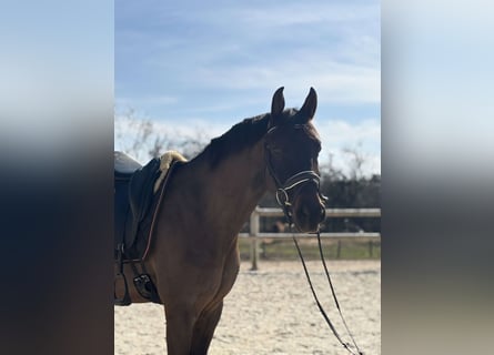 KWPN, Caballo castrado, 7 años, 165 cm, Castaño oscuro