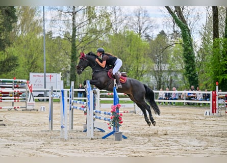 KWPN, Caballo castrado, 7 años, 165 cm, Negro