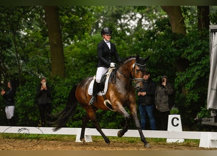 KWPN, Caballo castrado, 7 años, 166 cm, Castaño