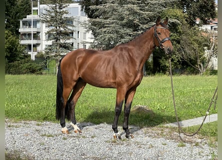 KWPN, Caballo castrado, 7 años, 166 cm, Castaño