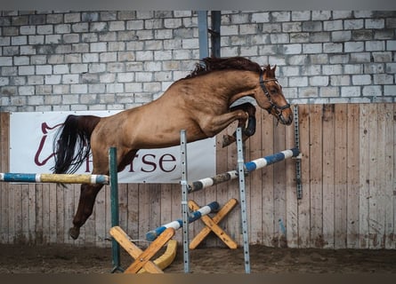 KWPN, Caballo castrado, 7 años, 167 cm, Alazán