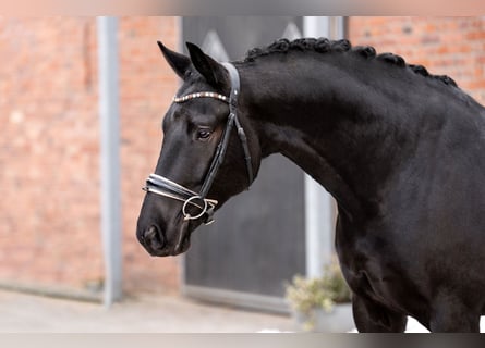 KWPN, Caballo castrado, 7 años, 167 cm, Negro