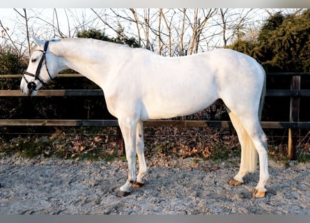 KWPN, Caballo castrado, 7 años, 167 cm, Tordo