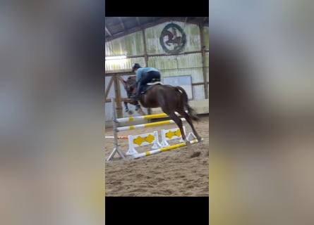 KWPN, Caballo castrado, 7 años, 168 cm, Alazán-tostado