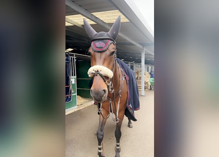 KWPN, Caballo castrado, 7 años, 168 cm, Castaño