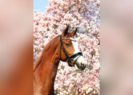KWPN, Caballo castrado, 7 años, 170 cm, Alazán