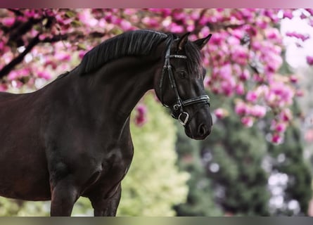 KWPN Mestizo, Caballo castrado, 7 años, 170 cm, Negro