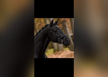 KWPN, Caballo castrado, 7 años, 170 cm, Negro