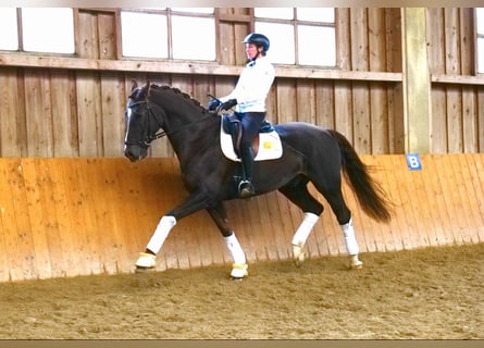 KWPN, Caballo castrado, 7 años, 171 cm, Alazán-tostado