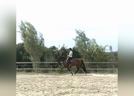 KWPN, Caballo castrado, 7 años, 171 cm, Castaño