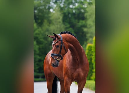 KWPN, Caballo castrado, 7 años, 171 cm, Castaño