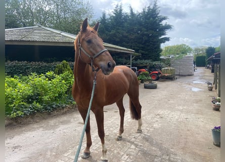 KWPN, Caballo castrado, 7 años, 172 cm, Alazán