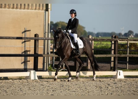 KWPN, Caballo castrado, 7 años, 172 cm