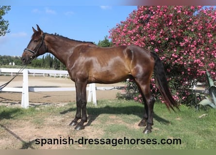 KWPN, Caballo castrado, 7 años, 172 cm, Castaño oscuro