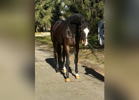 KWPN, Caballo castrado, 7 años, 172 cm, Castaño oscuro