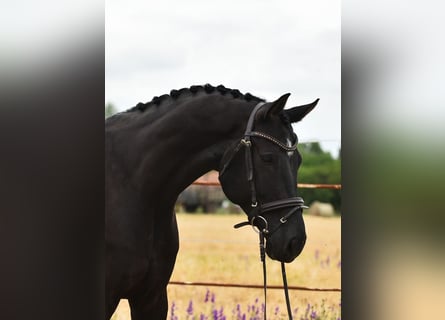 KWPN, Caballo castrado, 7 años, 172 cm, Castaño oscuro