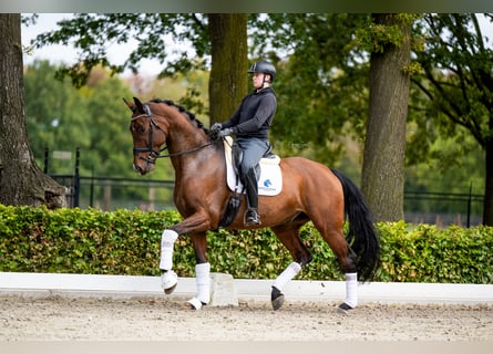 KWPN, Caballo castrado, 7 años, 174 cm, Castaño