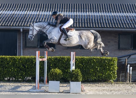 KWPN, Caballo castrado, 7 años, 175 cm