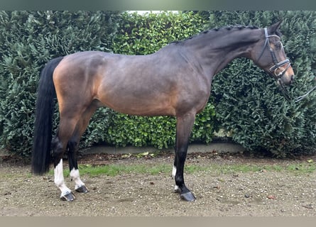 KWPN, Caballo castrado, 7 años, 175 cm, Castaño oscuro